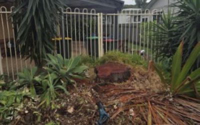 Tree removal for a Commercial Property in Bellambi