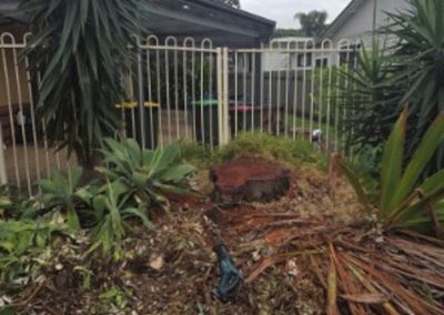 Tree Removal – Bellambi