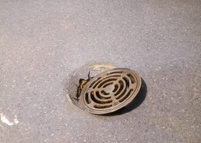 Drain securing – Tamworth